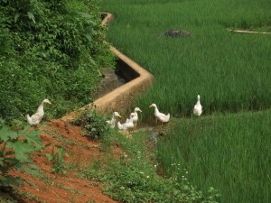 田んぼの周りを散歩中