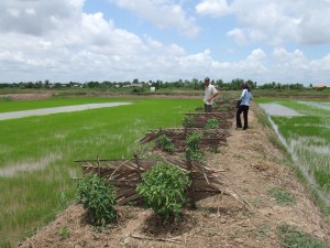唐辛子と風除け