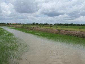 あぜ道に植えられた果樹