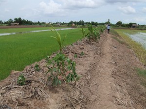 ビンさんのあぜ道活用法