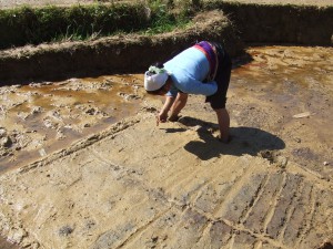 播種後の様子を見るトゥオンさん