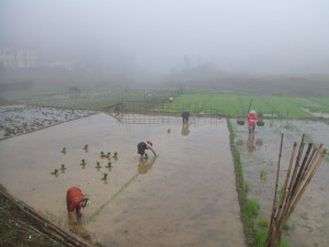 霧の中、田植えをする女性達
