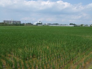 DSCF8871 羽地の田んぼ