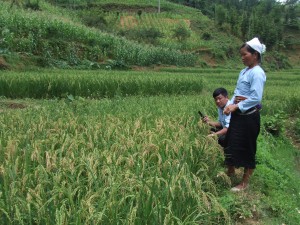 DSCF9113 収穫間際の在来の稲:トゥオンさんの田んぼ