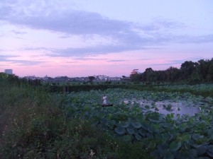 DSCF9356 静寂の中、蓮の花を摘む農家